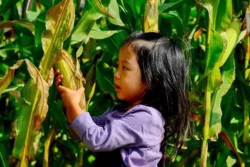 玉米地的小孩,一段难忘的乡村时光
